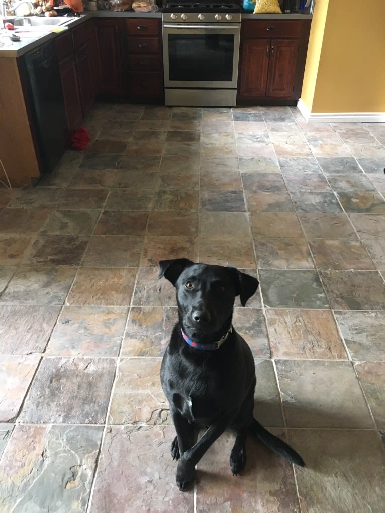 Drax, a Labrador Retriever and American Staffordshire Terrier mix tested with EmbarkVet.com