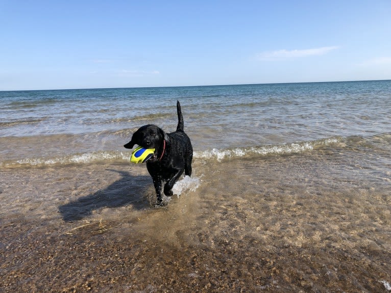 Bear, a German Shorthaired Pointer and Australian Cattle Dog mix tested with EmbarkVet.com