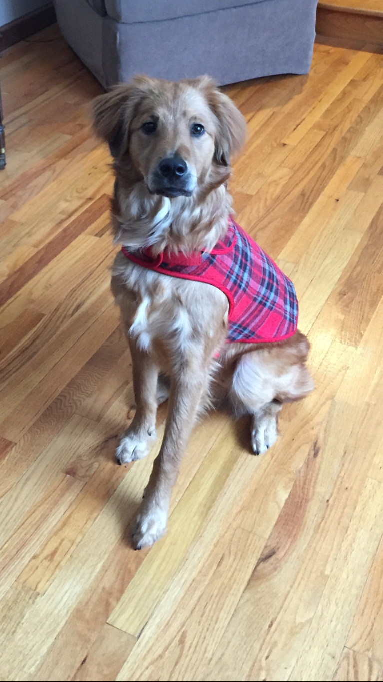 Rocky, a Chow Chow and Border Collie mix tested with EmbarkVet.com