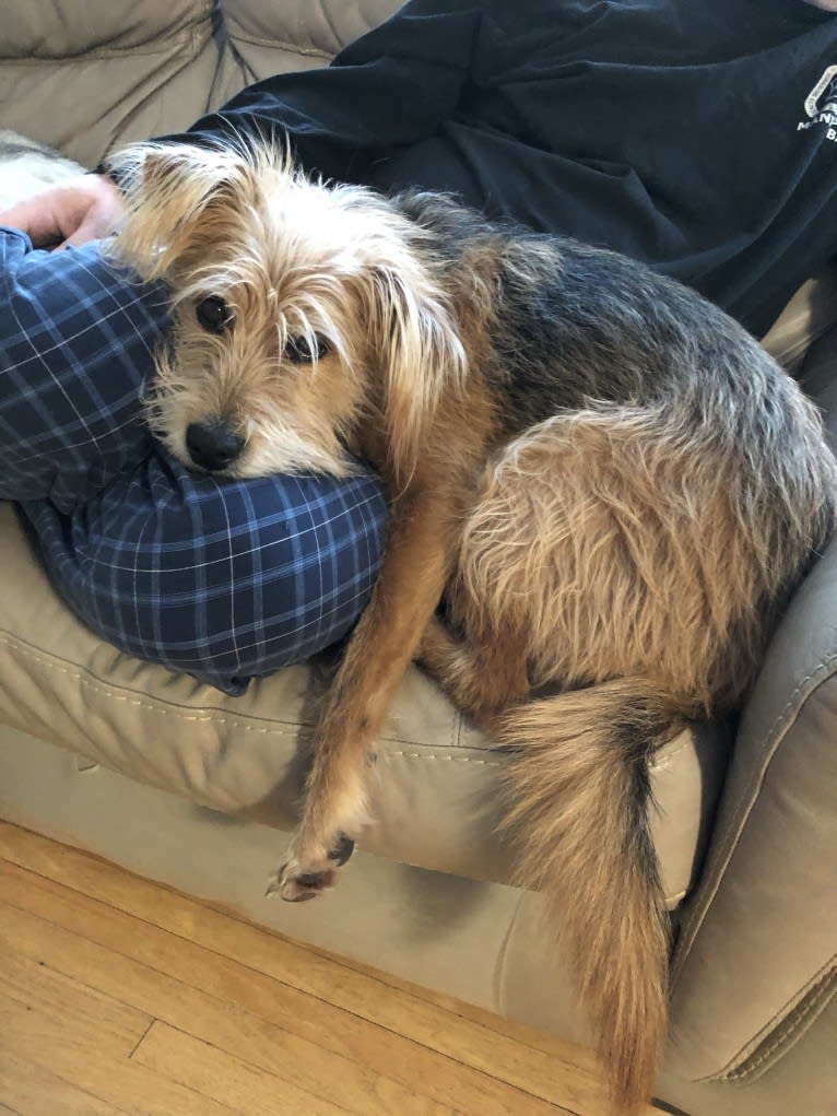 Wyatt, a Basenji and Brussels Griffon mix tested with EmbarkVet.com