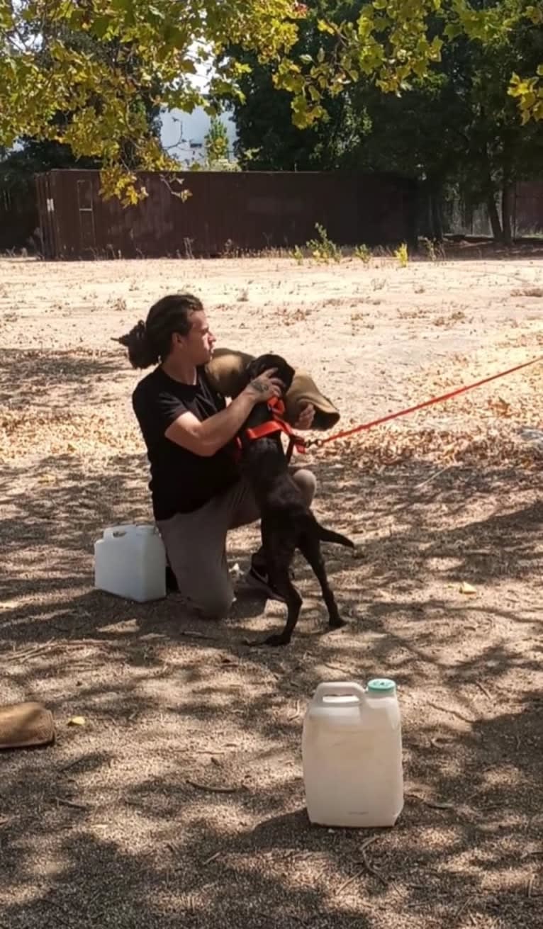 Static, a Dutch Shepherd tested with EmbarkVet.com