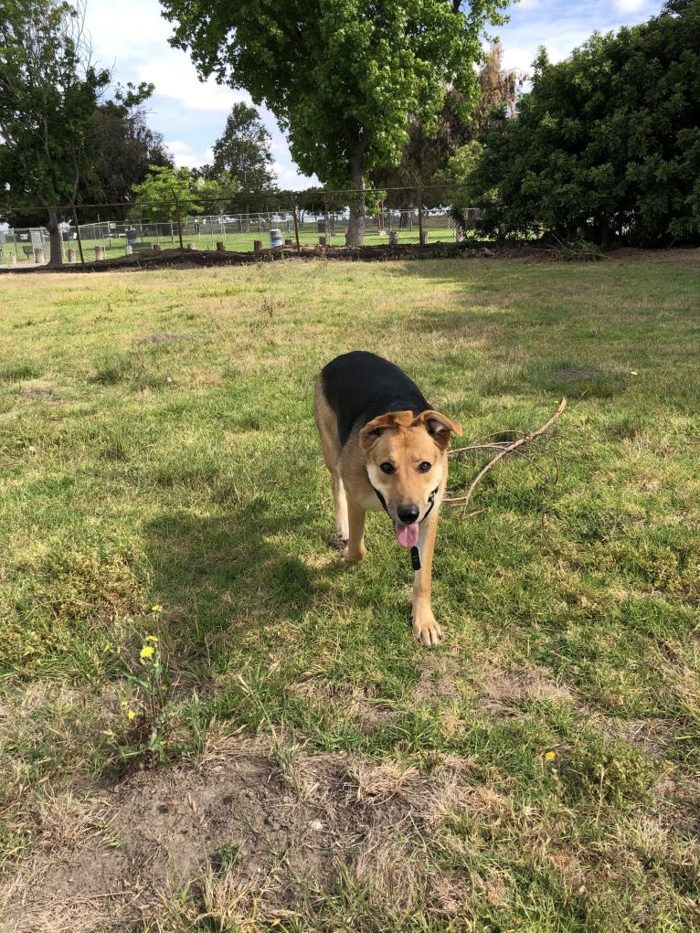 Shainee, a German Shepherd Dog and Australian Cattle Dog mix tested with EmbarkVet.com