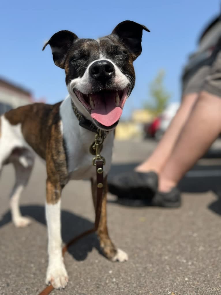 Pan, a Russell-type Terrier and Border Collie mix tested with EmbarkVet.com