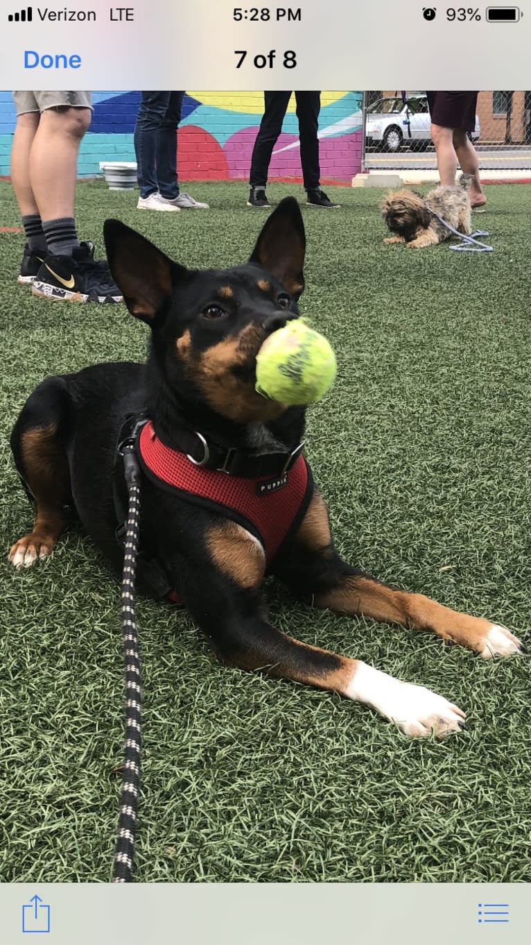 Charlie Grace, an Australian Cattle Dog and Golden Retriever mix tested with EmbarkVet.com