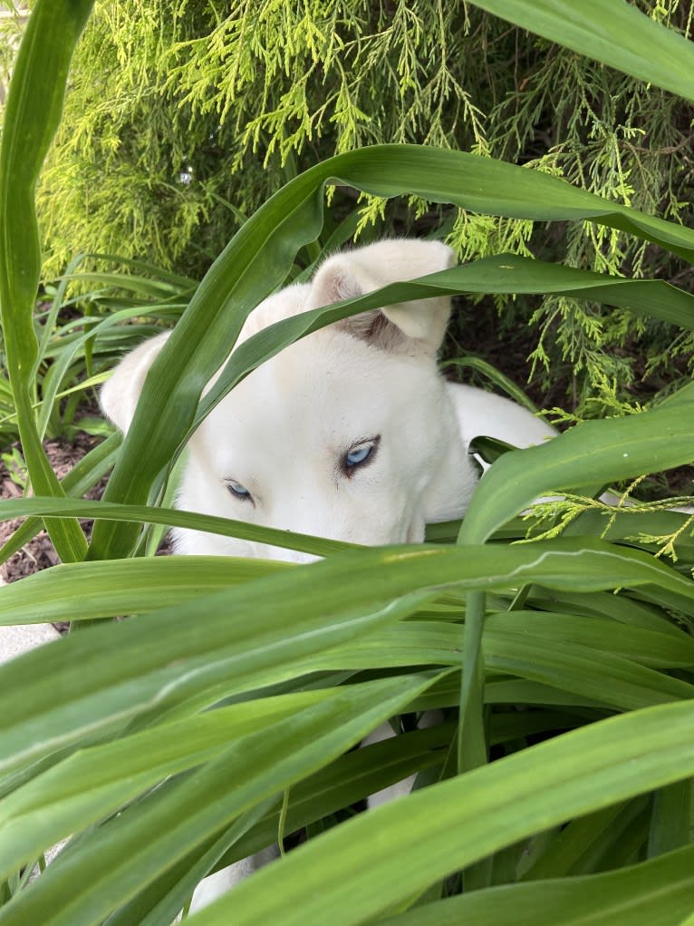 Dash, a Gerberian Shepsky (12.7% unresolved) tested with EmbarkVet.com