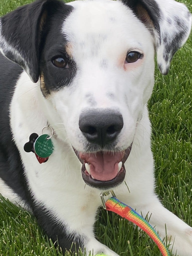 Frankie, an Australian Cattle Dog and American Pit Bull Terrier mix tested with EmbarkVet.com