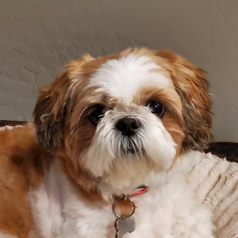 Lili'uokalani, a Shih Tzu tested with EmbarkVet.com