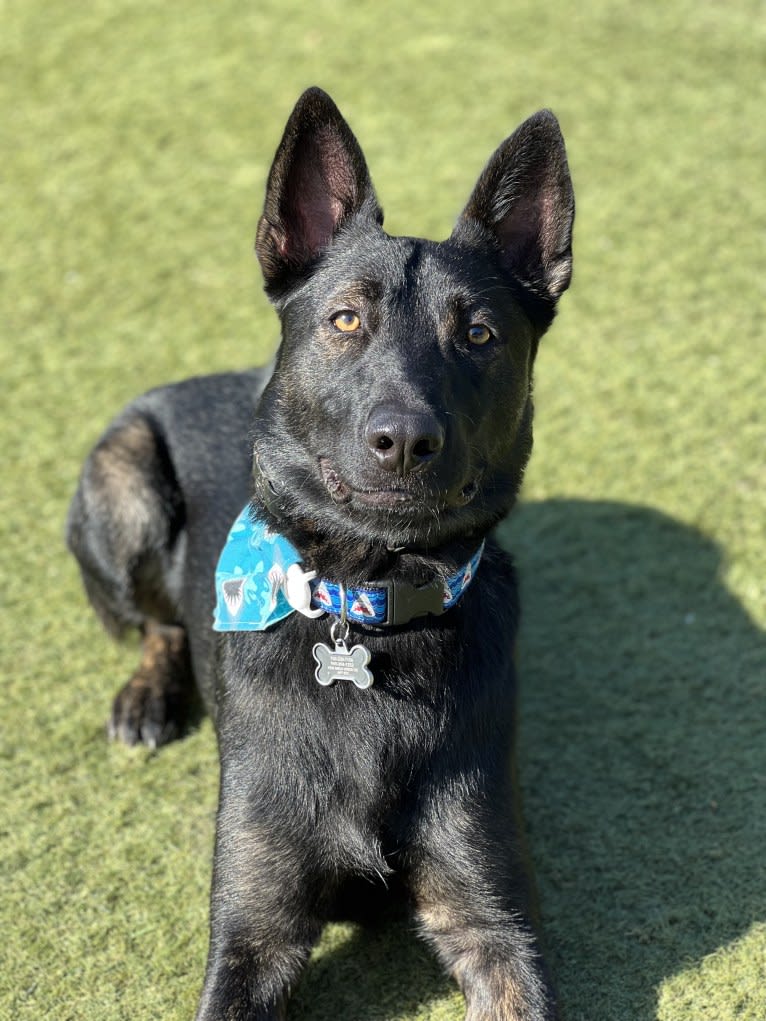 Ronan, a German Shepherd Dog and Belgian Malinois mix tested with EmbarkVet.com