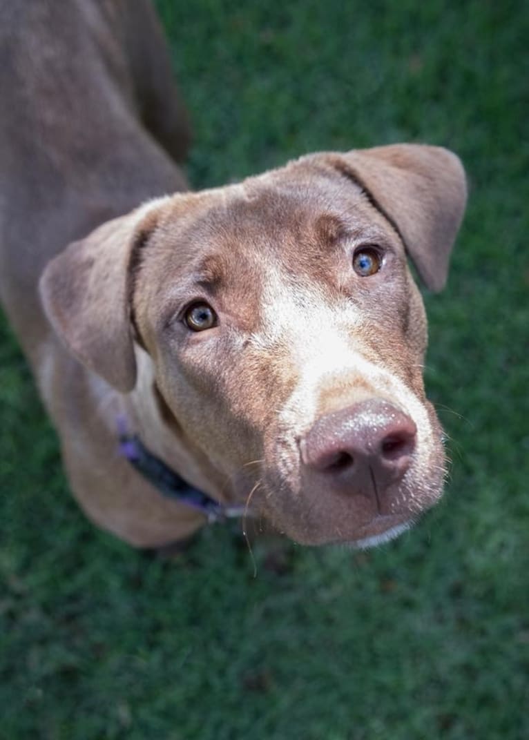 Lady, an American Pit Bull Terrier and German Shepherd Dog mix tested with EmbarkVet.com