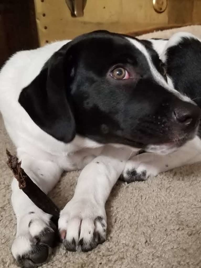 PATIENCE, a Labrador Retriever and American Pit Bull Terrier mix tested with EmbarkVet.com