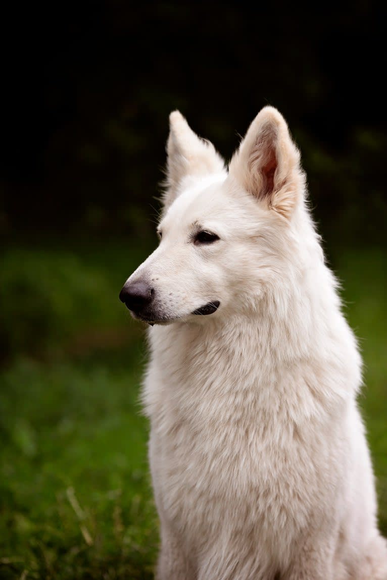 Thor, a White Shepherd tested with EmbarkVet.com