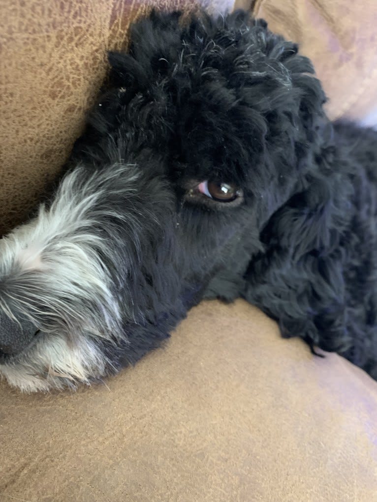 Malibu, a Goldendoodle tested with EmbarkVet.com