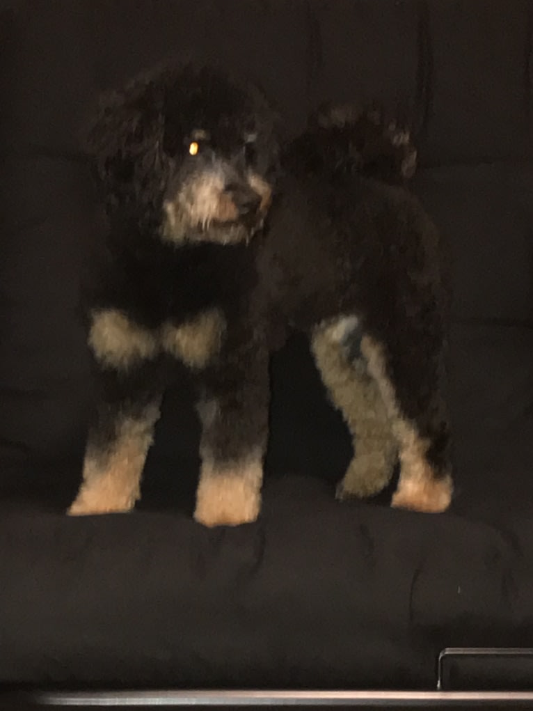 Lily, a Poodle tested with EmbarkVet.com