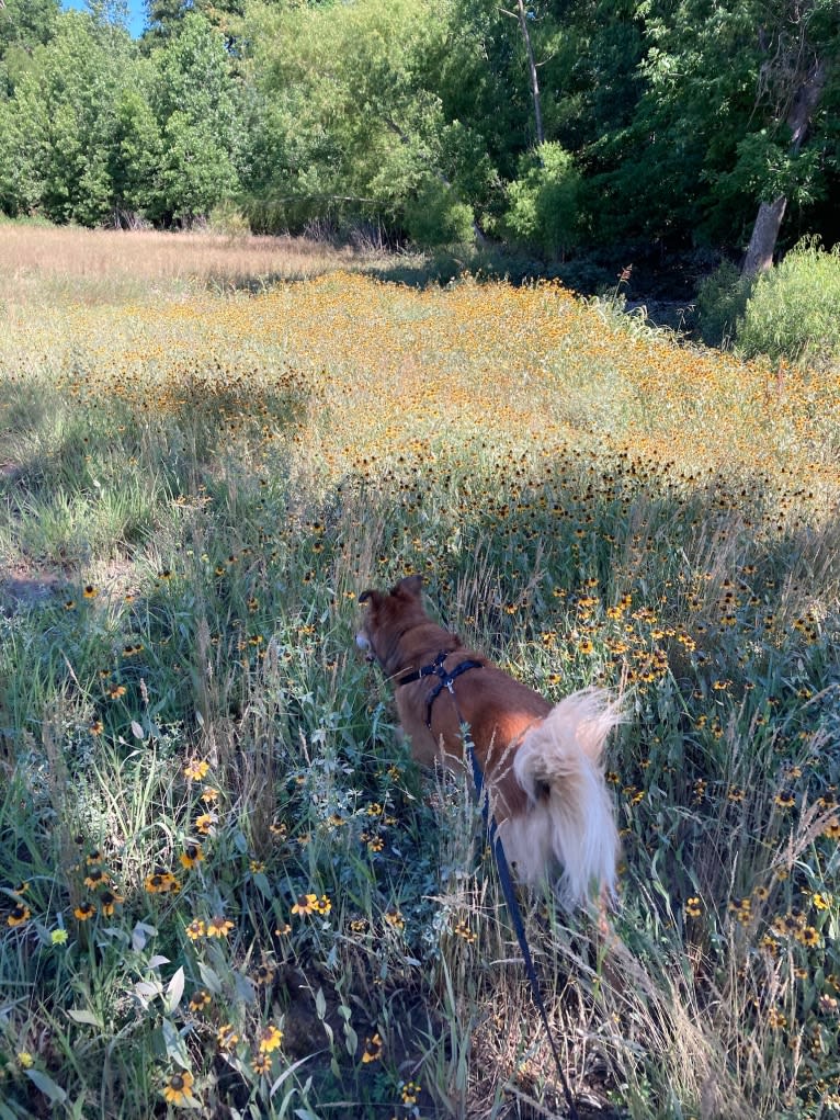 Einstein, a Great Pyrenees and American Pit Bull Terrier mix tested with EmbarkVet.com