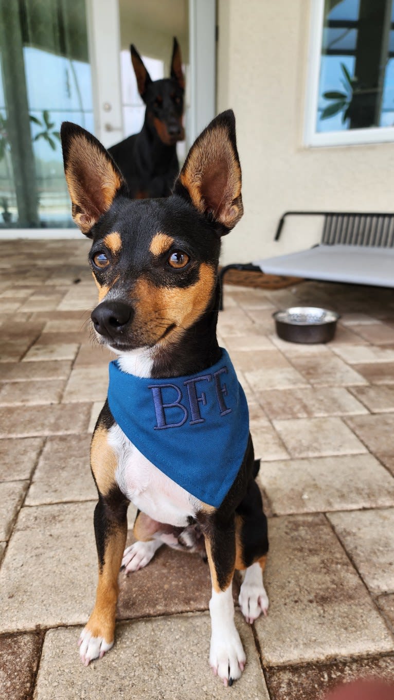 Nacho, a Rat Terrier tested with EmbarkVet.com