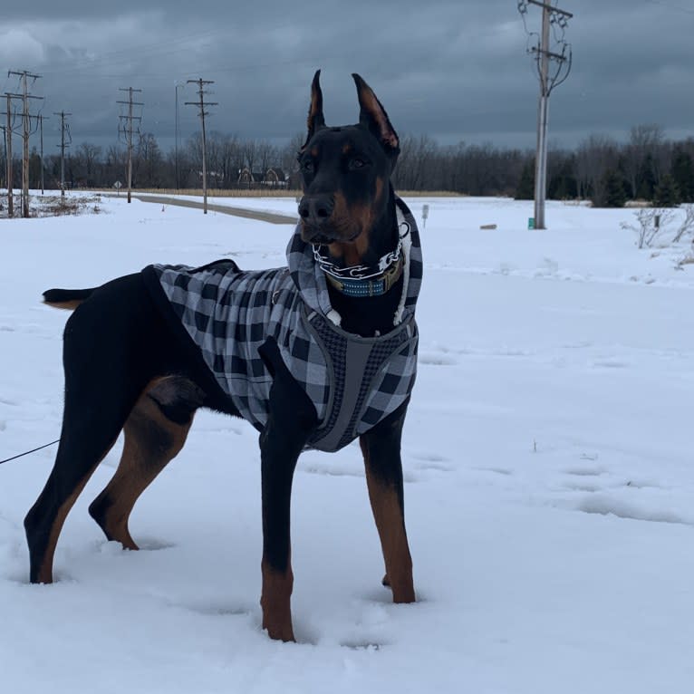 South Paw’s Nhaga, a Doberman Pinscher tested with EmbarkVet.com