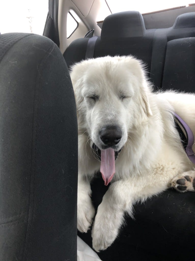 Looney “Chik’in Mini Bandit” Bear, a Great Pyrenees tested with EmbarkVet.com