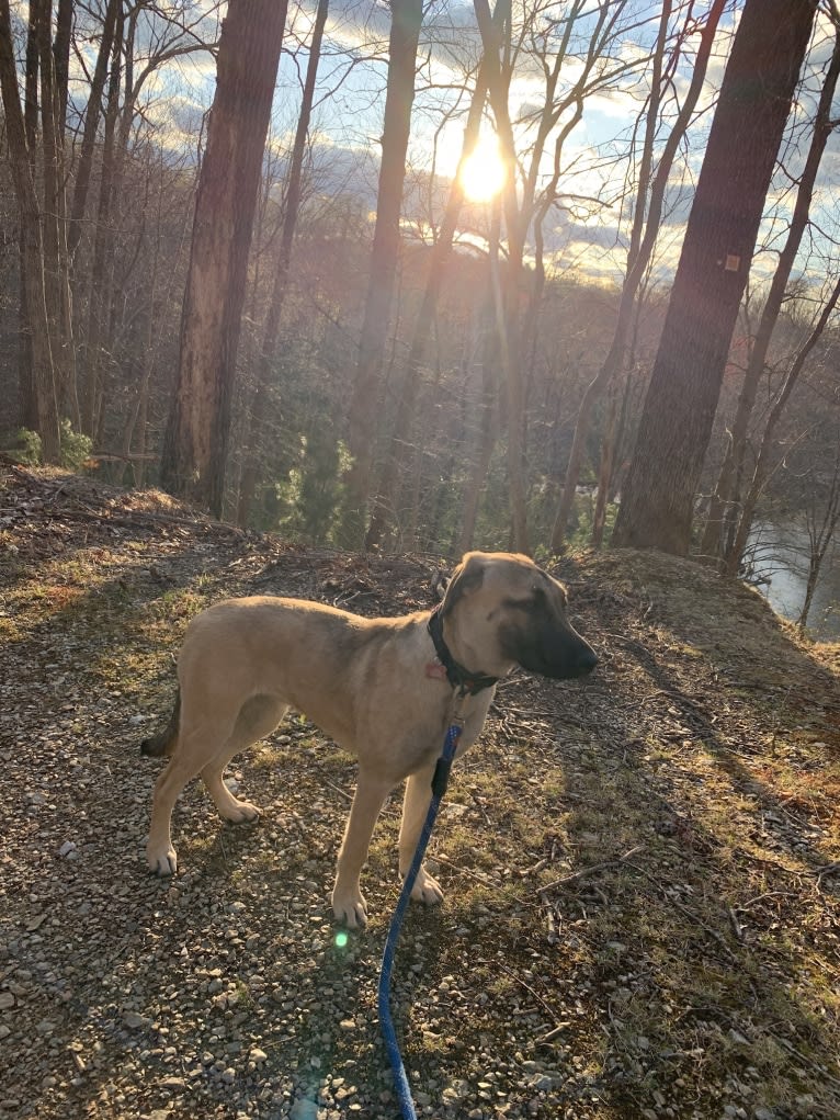 Tazz, an Anatolian Shepherd Dog and Labrador Retriever mix tested with EmbarkVet.com