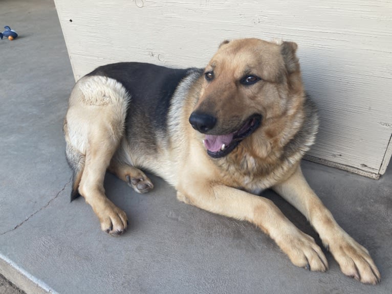 Lukas, a German Shepherd Dog and Australian Cattle Dog mix tested with EmbarkVet.com