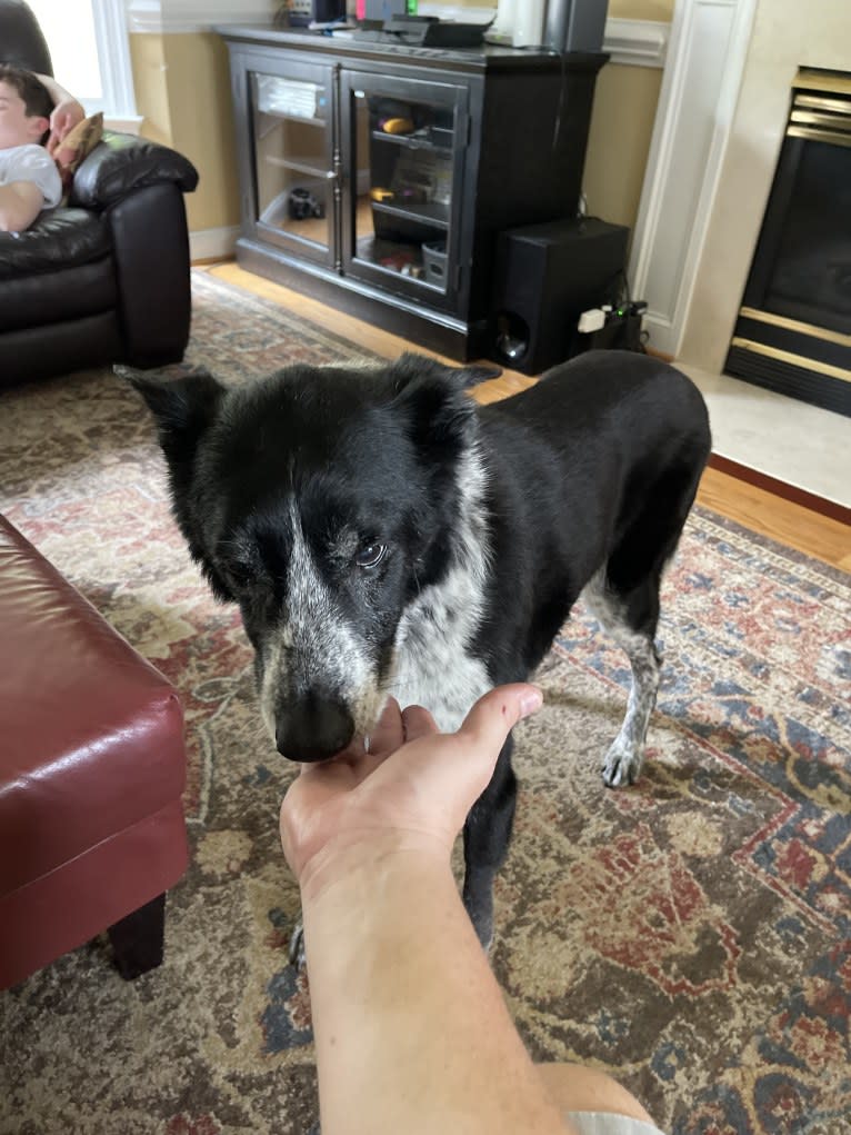Bandit, a German Shepherd Dog and Border Collie mix tested with EmbarkVet.com