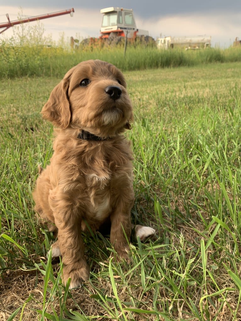 Black Collar, a Goldendoodle tested with EmbarkVet.com