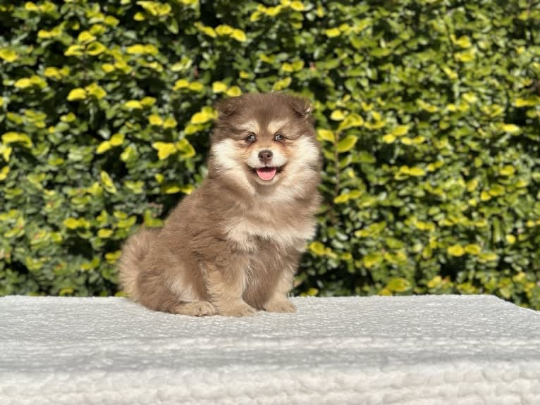 Orical Chanterelle, a Finnish Lapphund tested with EmbarkVet.com