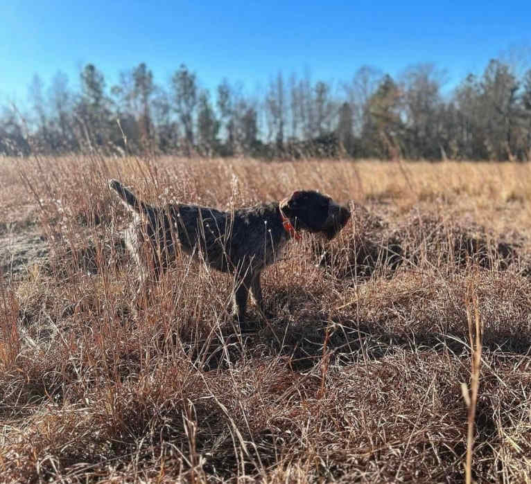 Olive, a German Wirehaired Pointer tested with EmbarkVet.com