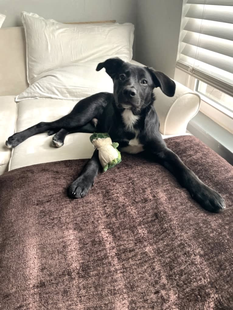 Maverick, a German Shepherd Dog and Australian Cattle Dog mix tested with EmbarkVet.com