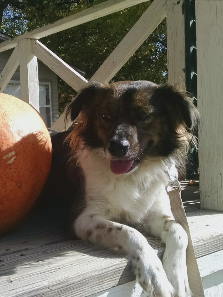 Kyla, a Labrador Retriever and Border Collie mix tested with EmbarkVet.com