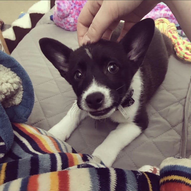 Cooper, a Pembroke Welsh Corgi and Russell-type Terrier mix tested with EmbarkVet.com