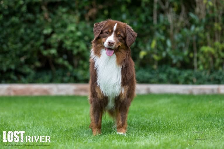 Nyko, an Australian Shepherd tested with EmbarkVet.com