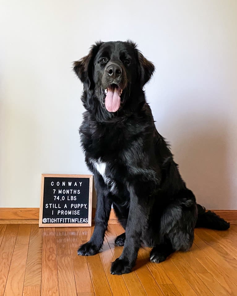 Conway, a Golden Retriever and Great Pyrenees mix tested with EmbarkVet.com