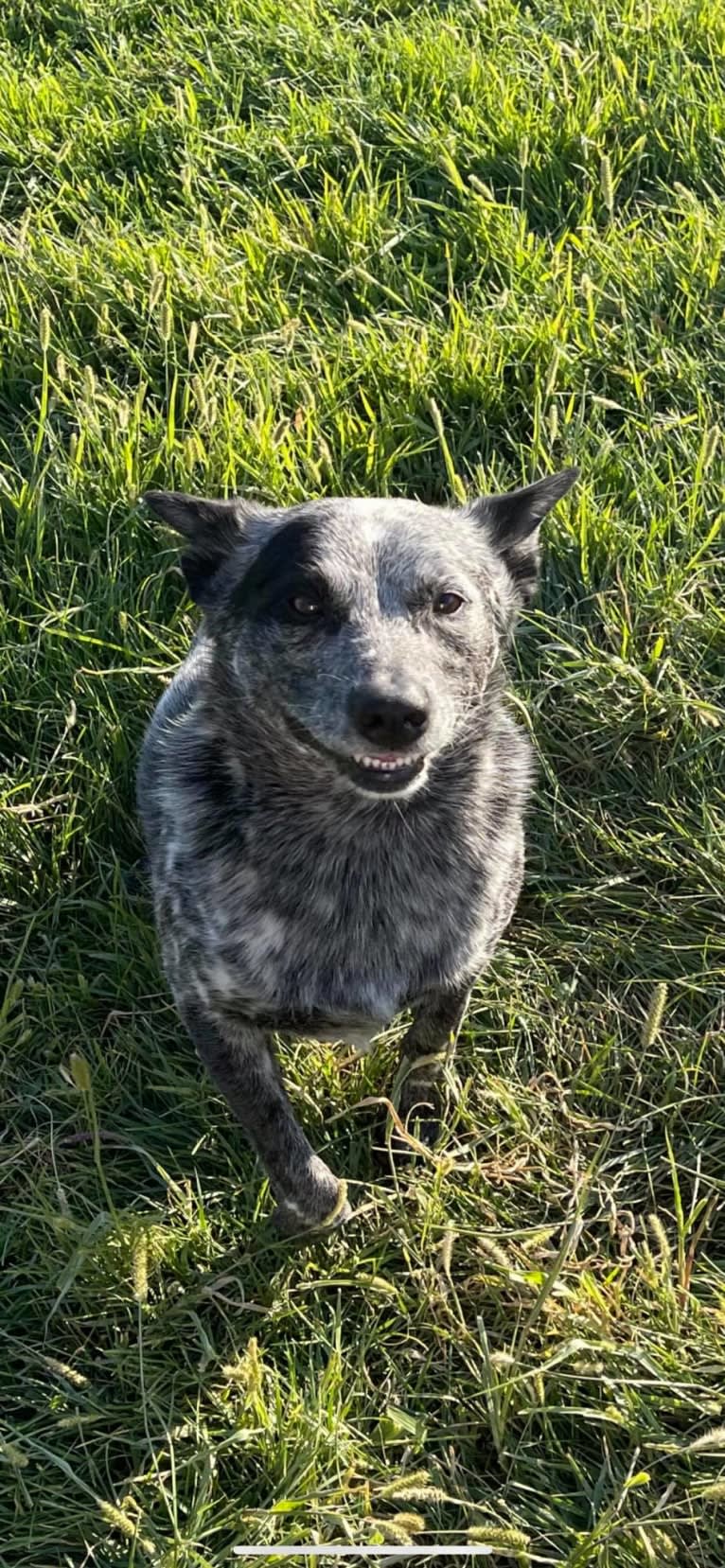 Zip, an Australian Cattle Dog tested with EmbarkVet.com