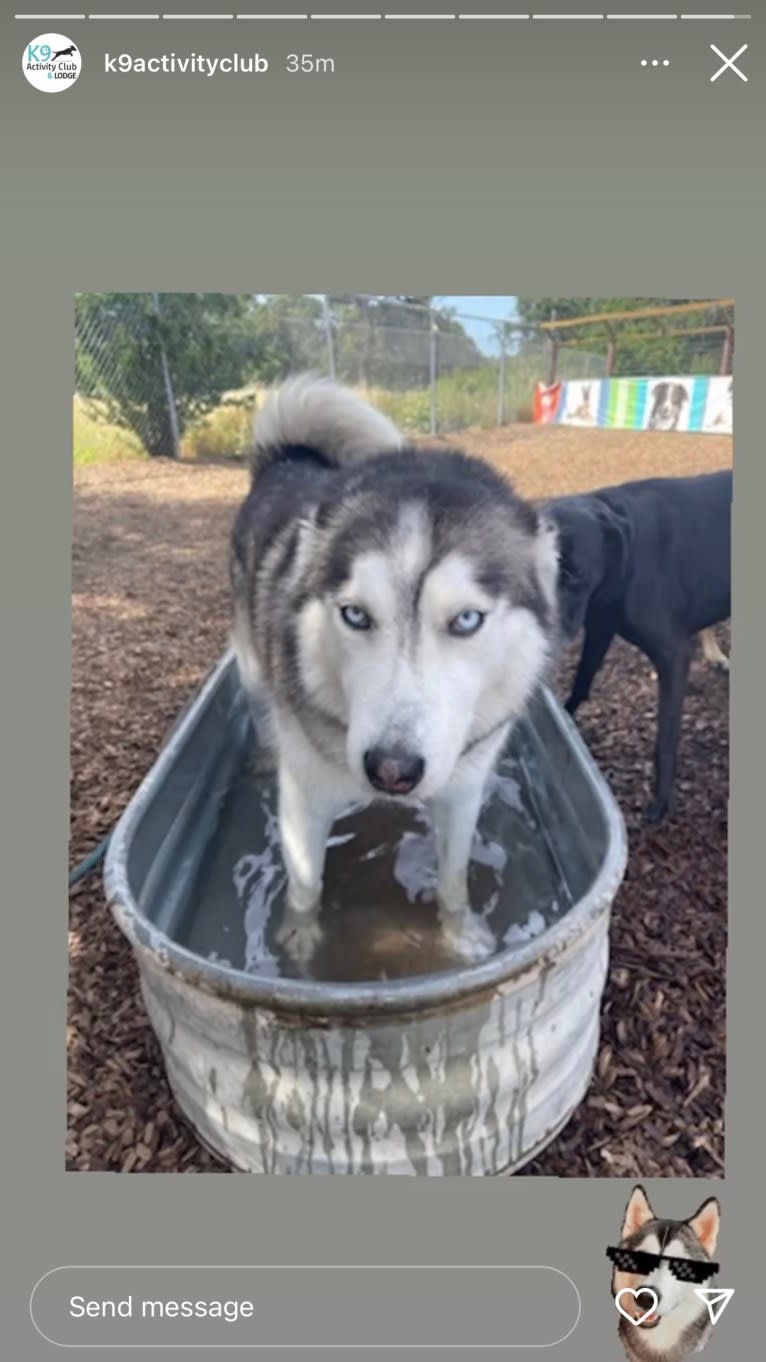 Gus, a Siberian Husky and Alaskan Malamute mix tested with EmbarkVet.com