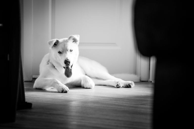 Dash, a Gerberian Shepsky (12.7% unresolved) tested with EmbarkVet.com