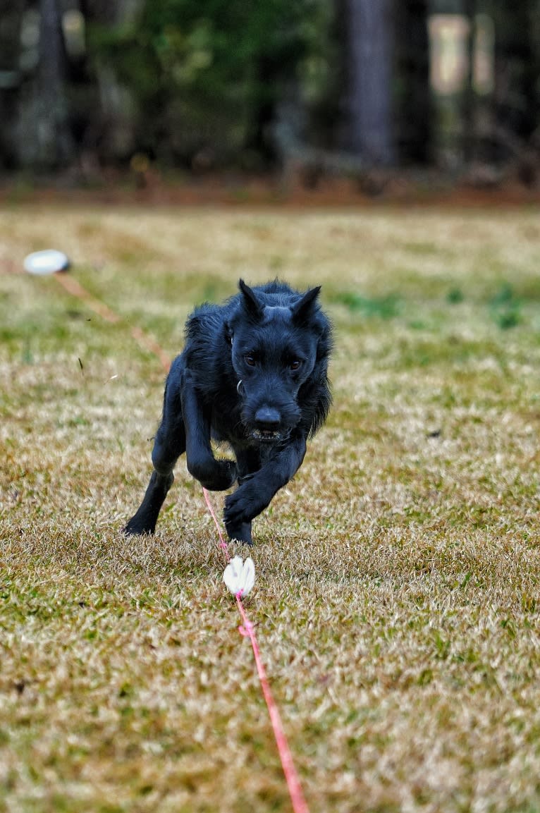 Vaatu, a Black Russian Terrier and Belgian Malinois mix tested with EmbarkVet.com