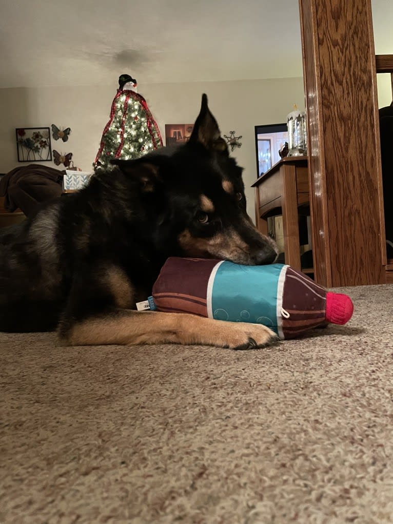 Diesel, a Siberian Husky and Australian Shepherd mix tested with EmbarkVet.com