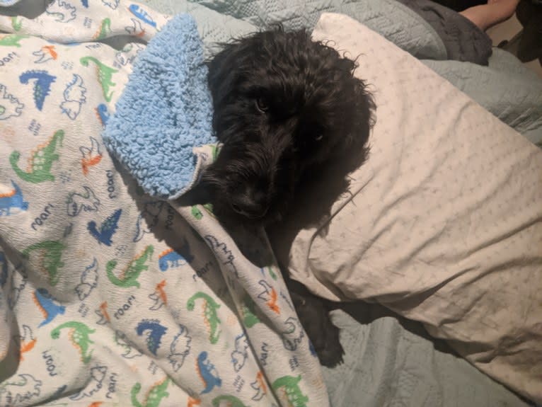 River, a Labradoodle tested with EmbarkVet.com