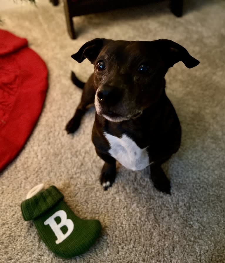 Bubba, a Dachshund and Boston Terrier mix tested with EmbarkVet.com