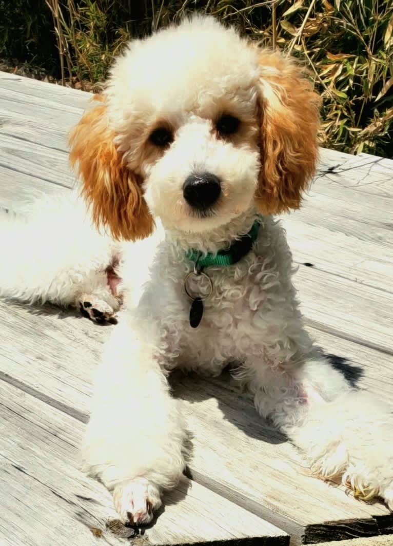 Fritz, a Poodle (Small) tested with EmbarkVet.com
