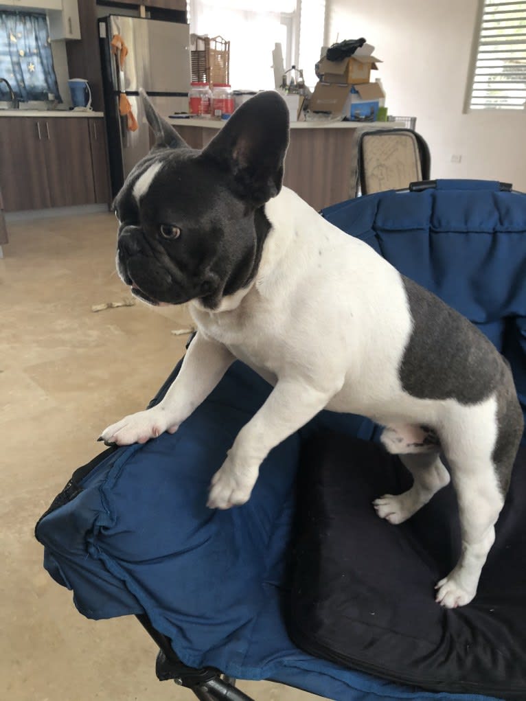 Byron, a French Bulldog tested with EmbarkVet.com