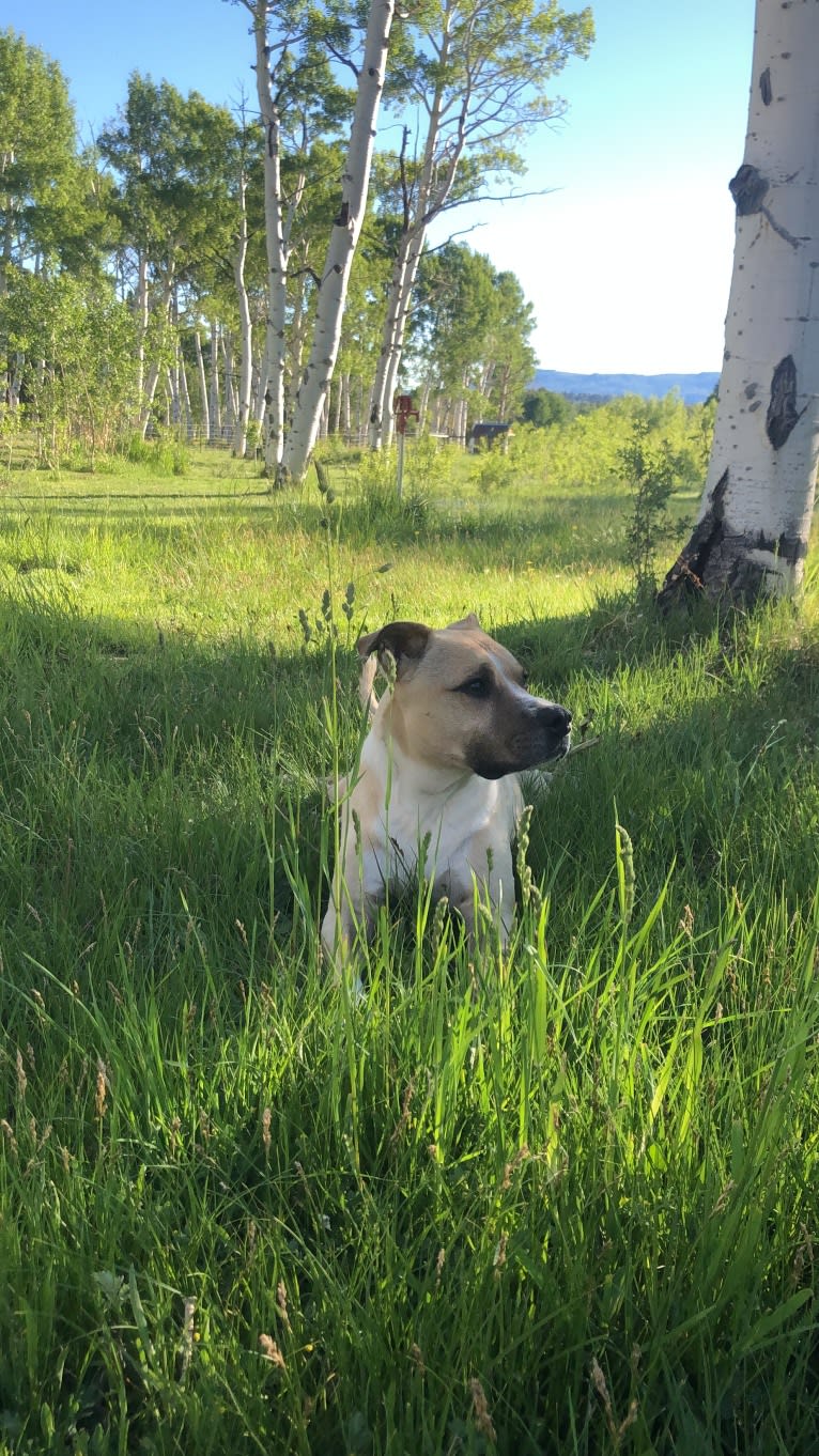 Pako, an American Pit Bull Terrier and American Staffordshire Terrier mix tested with EmbarkVet.com