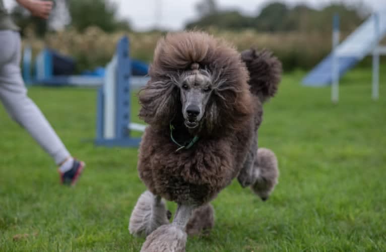 Aldo (Stately's Rebel With Four Paws), a Poodle (Standard) tested with EmbarkVet.com