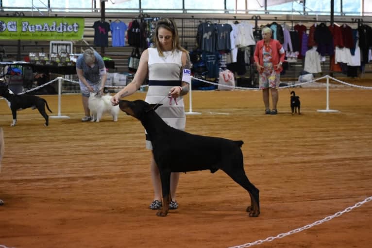 Thunder, a Doberman Pinscher tested with EmbarkVet.com