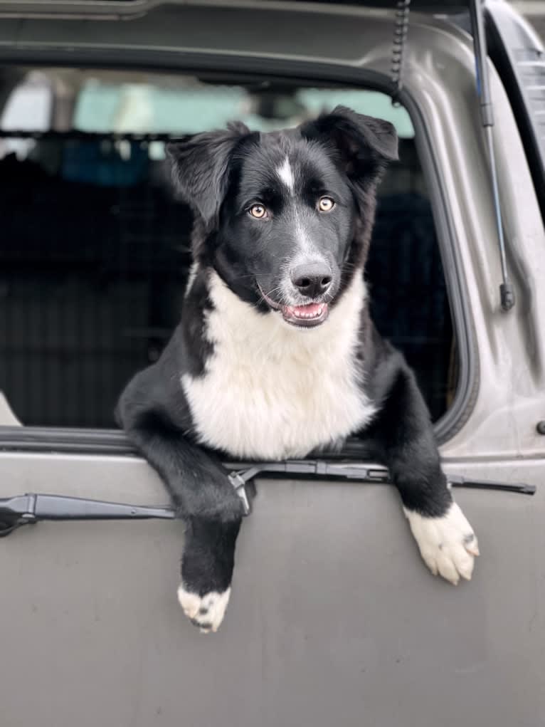 Levi, an Australian Shepherd and German Shepherd Dog mix tested with EmbarkVet.com