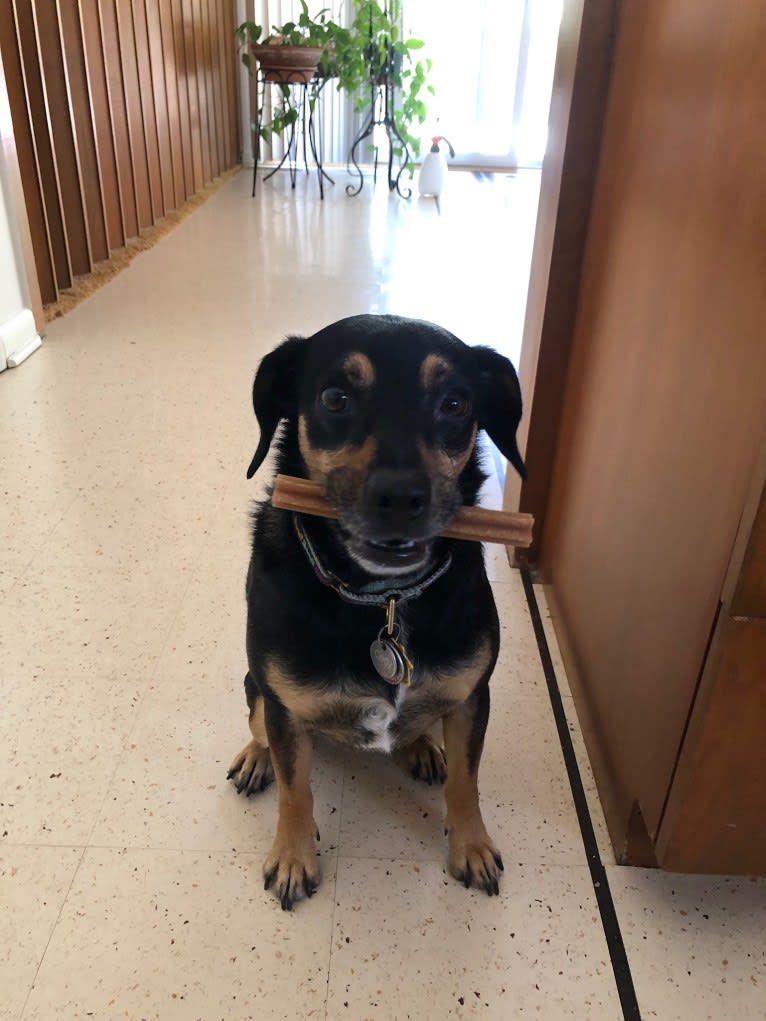 Cody, a Rat Terrier and Cocker Spaniel mix tested with EmbarkVet.com