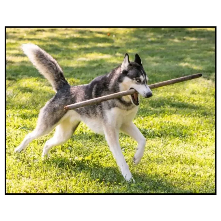 Teko, a Siberian Husky tested with EmbarkVet.com