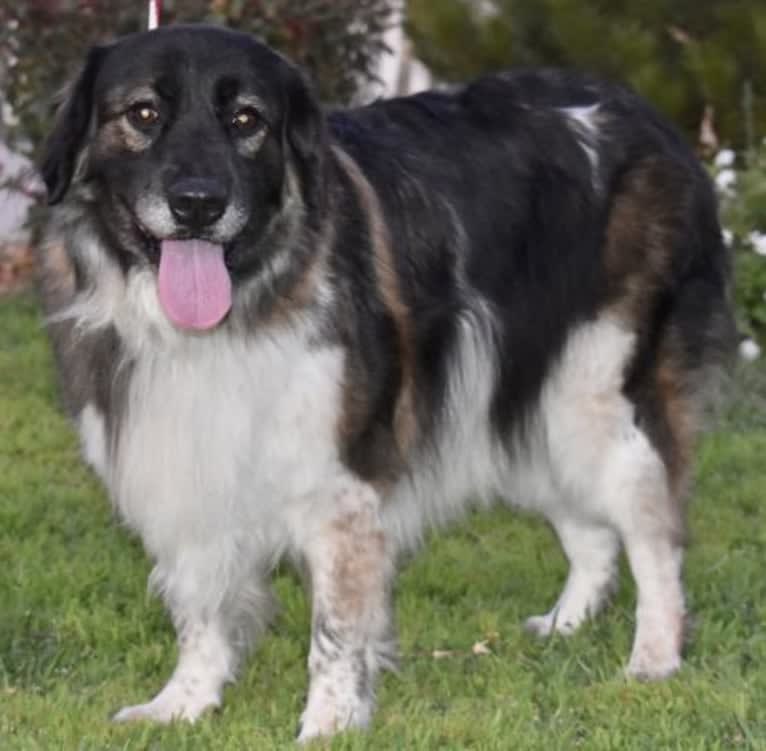 Chloe, a Labrador Retriever and German Shepherd Dog mix tested with EmbarkVet.com