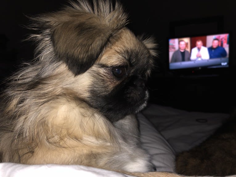 Nugget, a Pekingese and Shih Tzu mix tested with EmbarkVet.com