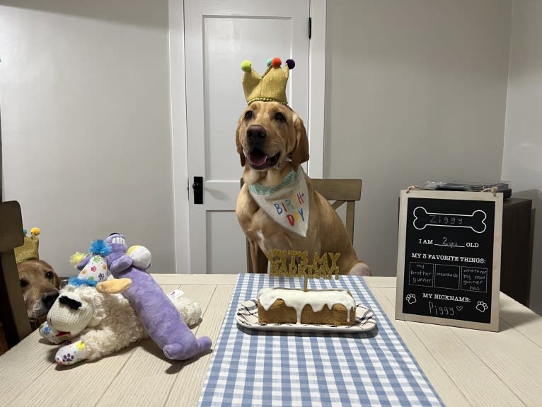 Ziggy, a Labrador Retriever tested with EmbarkVet.com